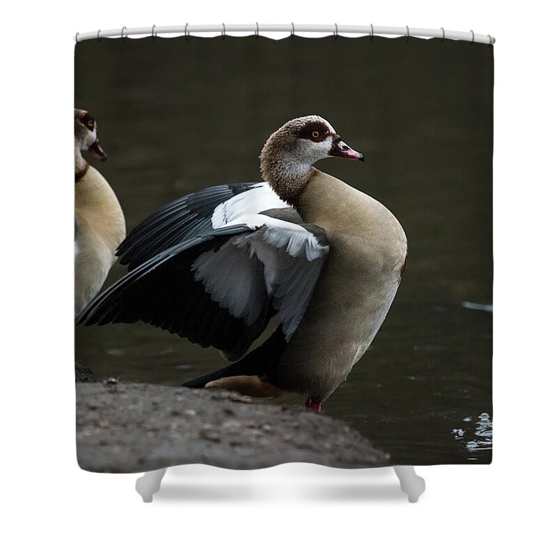 Nature Shower Curtain featuring the photograph Egyptian Geese by Matt Malloy