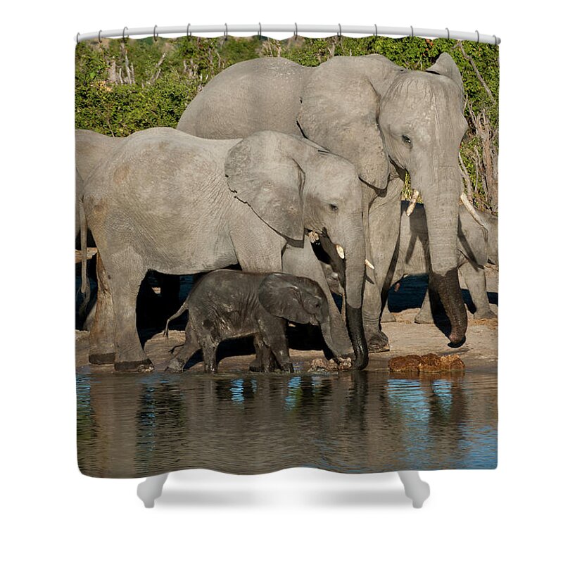 Africa Shower Curtain featuring the photograph Elephant 3 by Adele Aron Greenspun