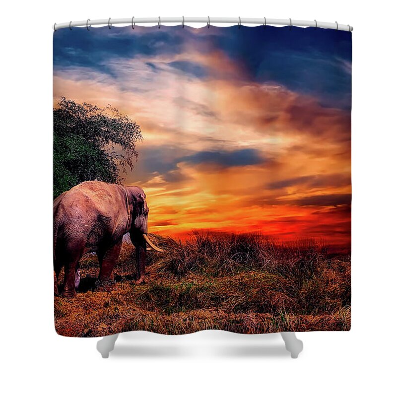 Elephant Shower Curtain featuring the photograph Elephant At Sunset by Mountain Dreams