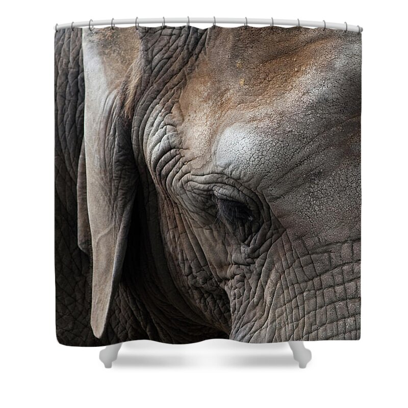 Elephant Shower Curtain featuring the photograph Elephant Eye by Lorraine Devon Wilke