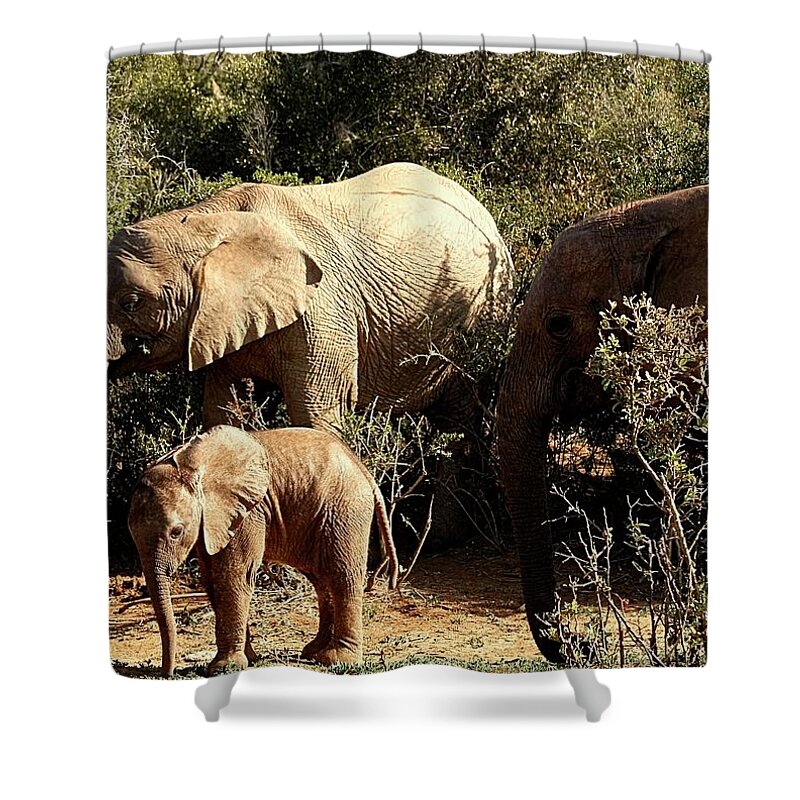 Elephants Shower Curtain featuring the photograph Elephant Family by Jennifer Wheatley Wolf