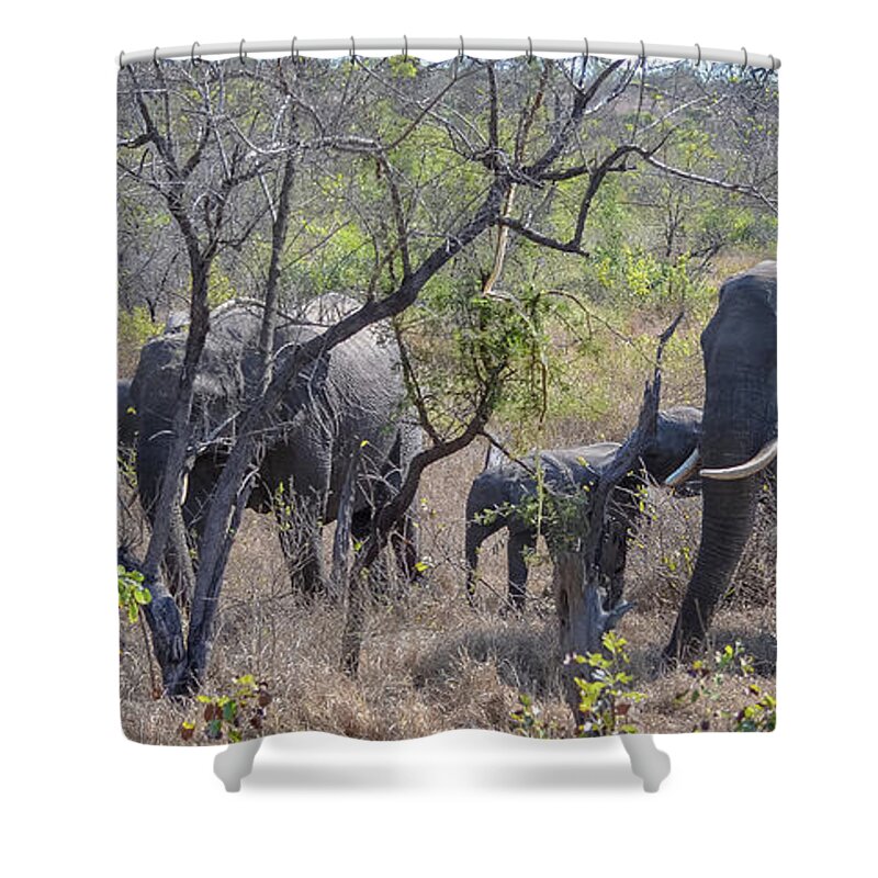 Africa Shower Curtain featuring the photograph Elephant Family on the Move by Jeff at JSJ Photography