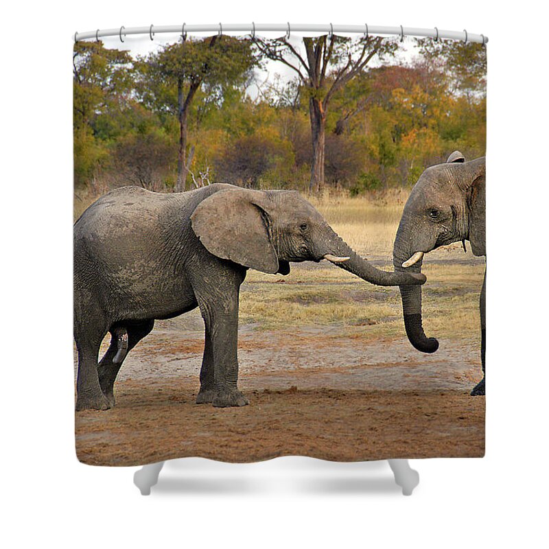 Elephant Shower Curtain featuring the photograph Elephant Greeting by Ted Keller