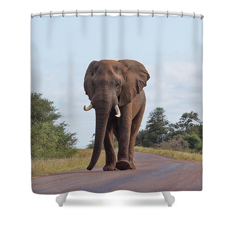 Elephant Shower Curtain featuring the photograph Elephant in Kruger by David Gleeson