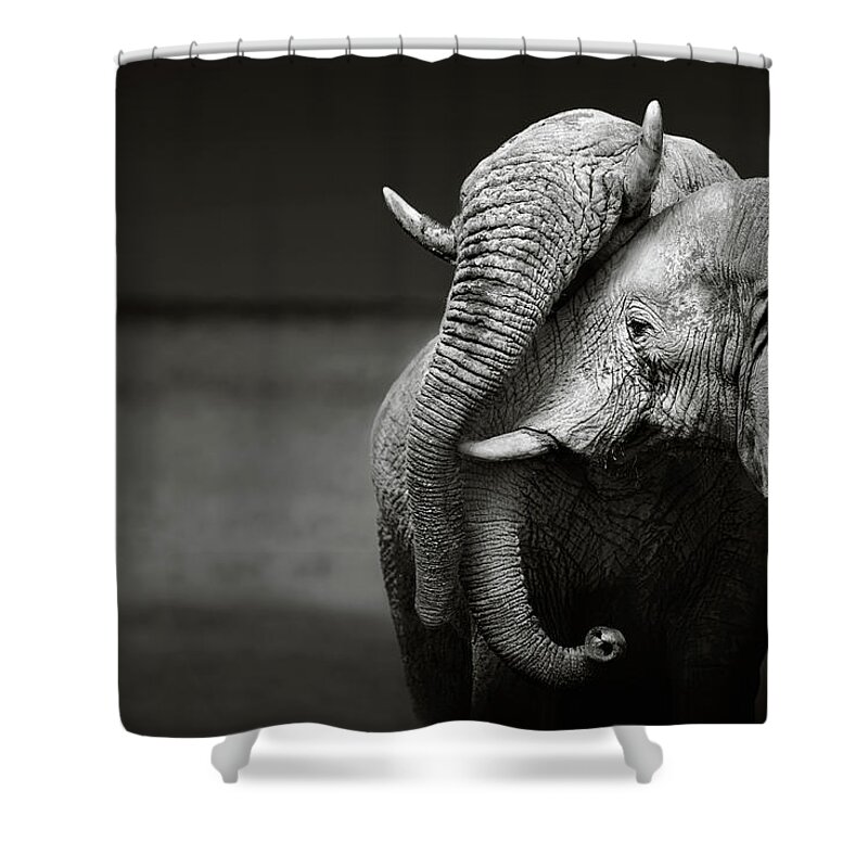 Elephant; Interaction; Touch; Trunk; Communicate; Head; Two; Behavior; Africa; Black; White; Monochrome; Art; Artistic; Loxodonta; Africana; Compassion; Affection; Animal; Mammal; Desert; Etosha; Nobody; Safari; Togetherness; Together; Wild; Wilderness; Wildlife Shower Curtain featuring the photograph Elephants interacting by Johan Swanepoel