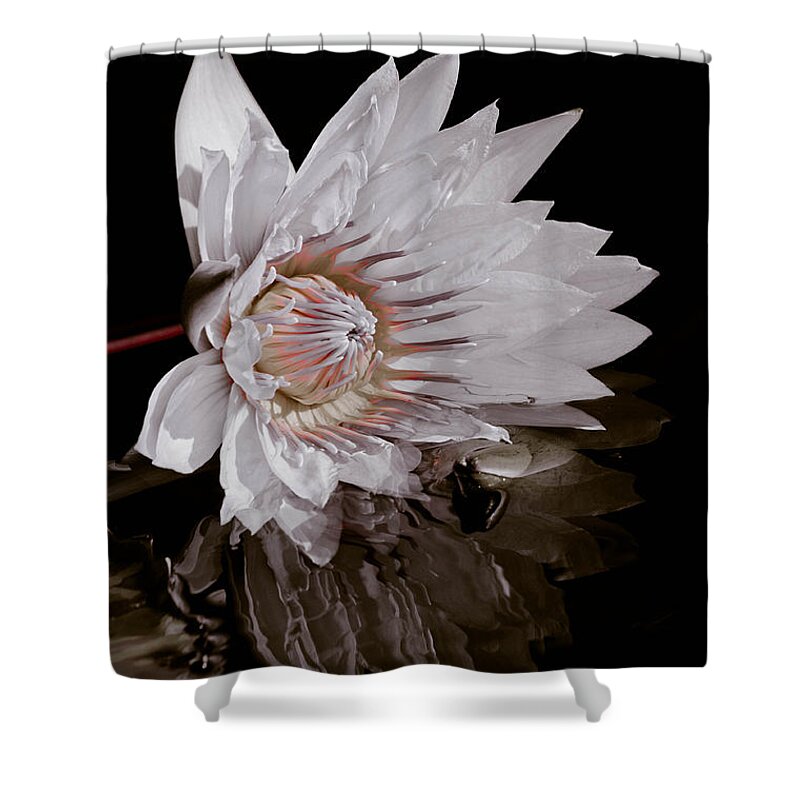 Water Lily Shower Curtain featuring the photograph Elizabeth's Lily by Trish Tritz