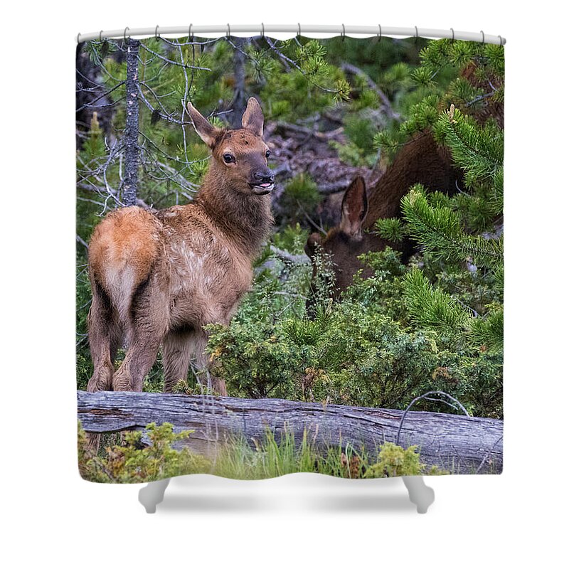 Elk Shower Curtain featuring the photograph Elk Calf #5 by Mindy Musick King