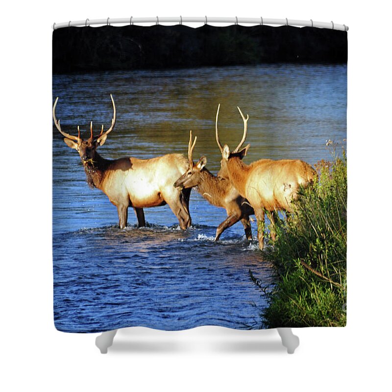 Elk Shower Curtain featuring the photograph Elk by Cindy Murphy - NightVisions