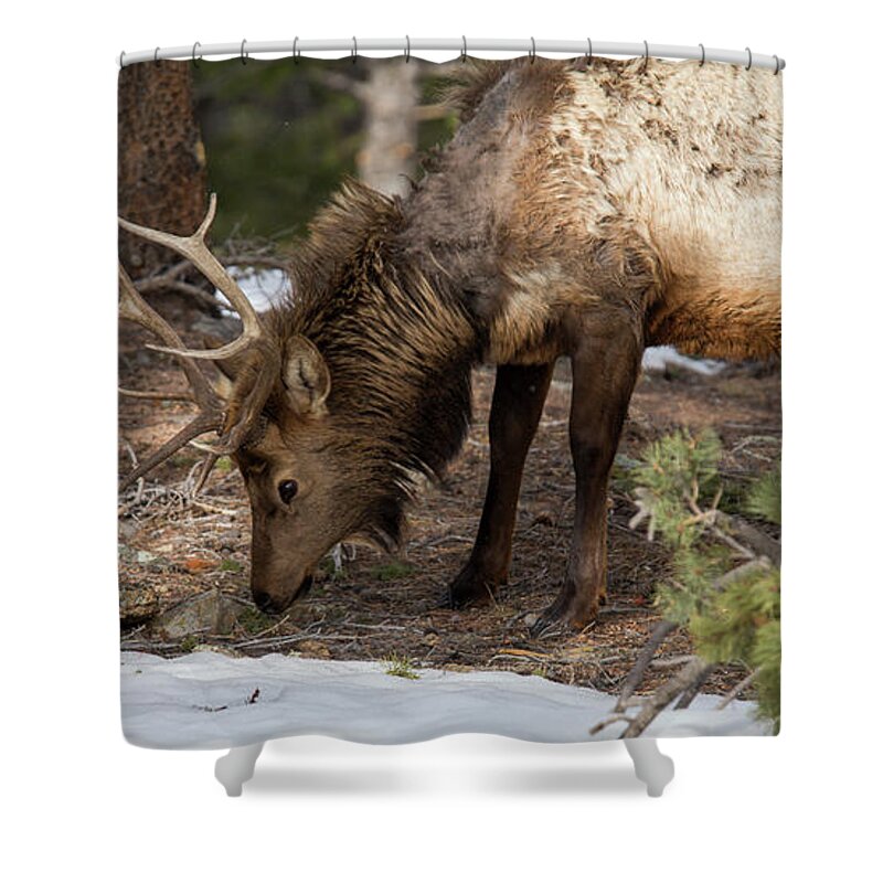 Elk Shower Curtain featuring the photograph Elk Grazing in Rocky Mountain National Park by Twenty Two North Photography
