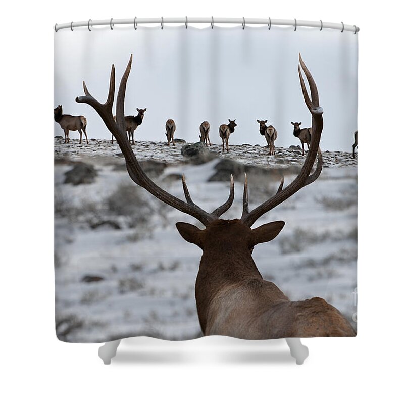 Elk Shower Curtain featuring the photograph Elk Herd by Wildlife Fine Art