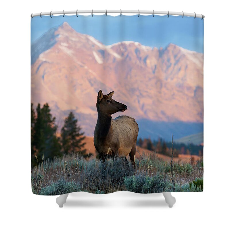 Elk Shower Curtain featuring the photograph Elk Majesty by Mark Miller