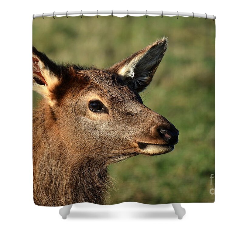 Elk Wildlife Nature Animal Mammal Shower Curtain featuring the photograph Elk No 5 4662 by Ken DePue