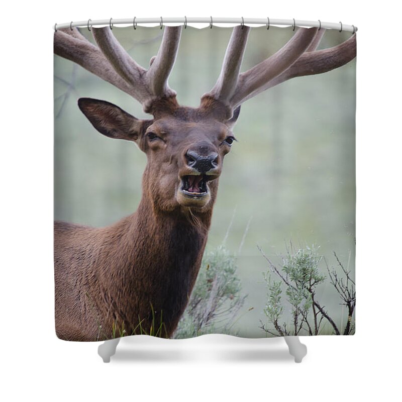 Bull Elk Shower Curtain featuring the photograph Elk Portrait by Crystal Wightman