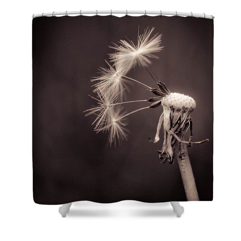 Flower Shower Curtain featuring the photograph Elvis by Trish Tritz