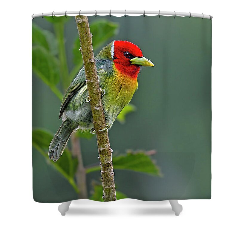 Red-headed Barbet Shower Curtain featuring the photograph Embarrassed by Tony Beck