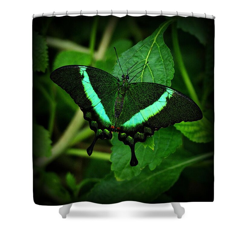 Emerald Swallowtail Butterfly Shower Curtain featuring the photograph Emerald Swallowtail by Sandy Keeton