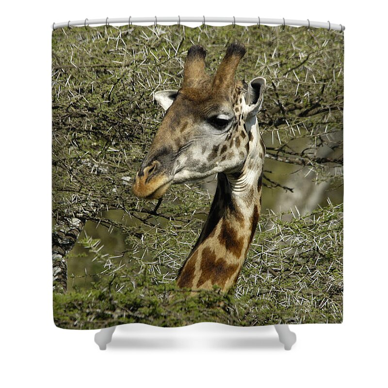 Africa Shower Curtain featuring the photograph Emerging From the Thorns by Michele Burgess