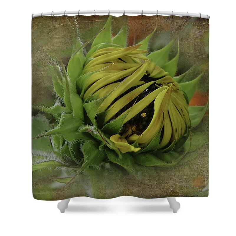 Sunflower Shower Curtain featuring the photograph Emerging Sunflower by Judy Hall-Folde
