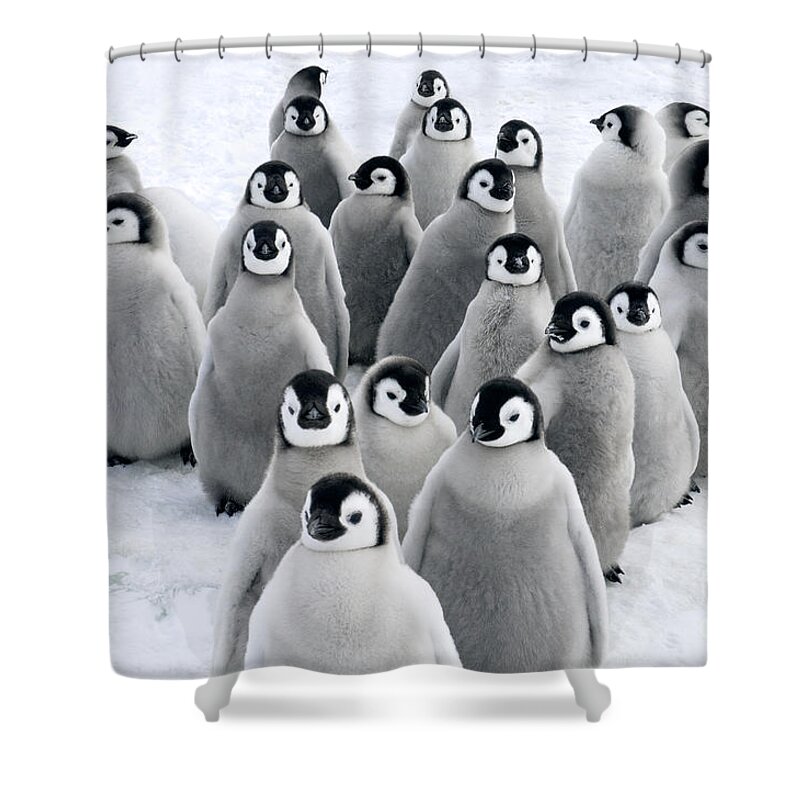 Mp Shower Curtain featuring the photograph Emperor Penguin Chicks by Jan Vermeer