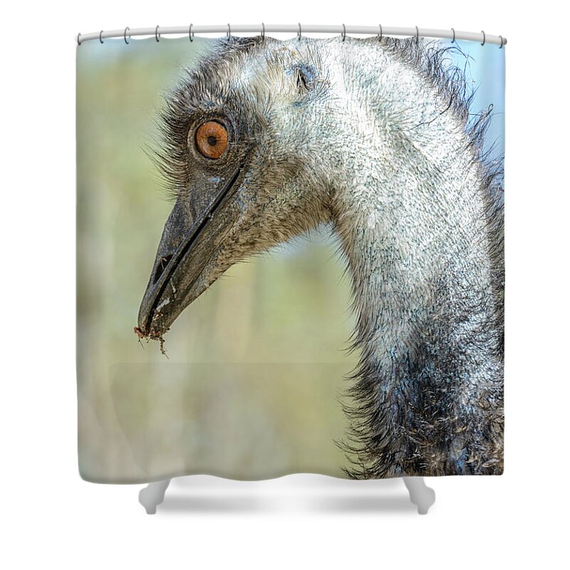 Wildlife Shower Curtain featuring the photograph Emu 3 by Werner Padarin