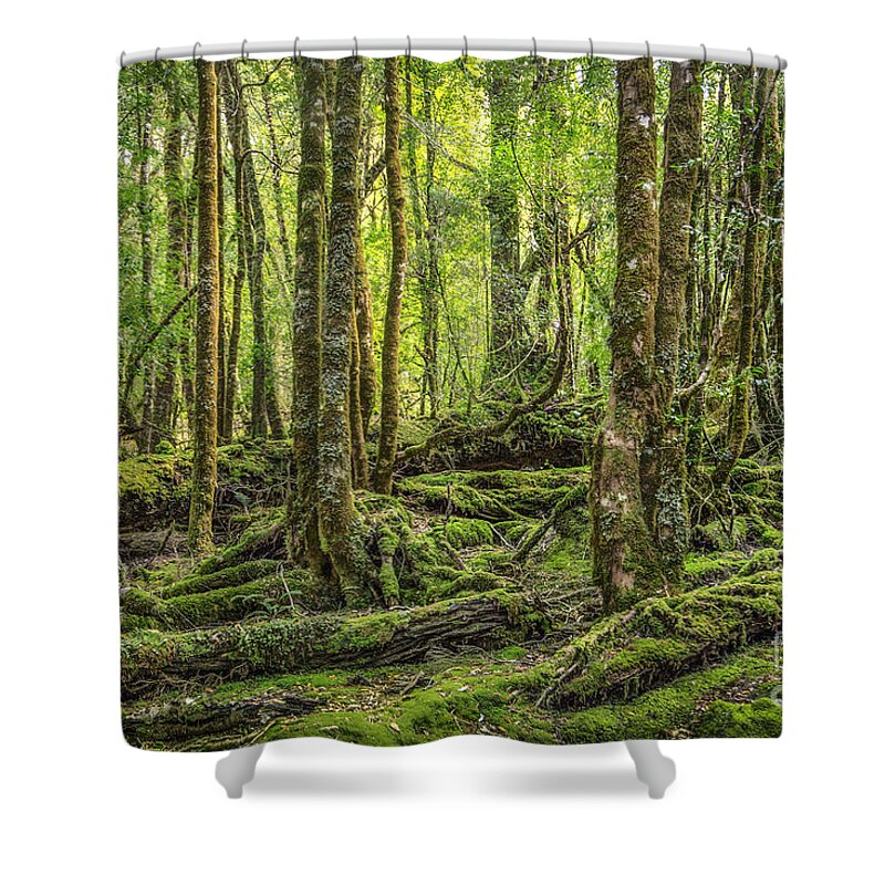 Kremsdorf Shower Curtain featuring the photograph Enchanted Forest by Evelina Kremsdorf
