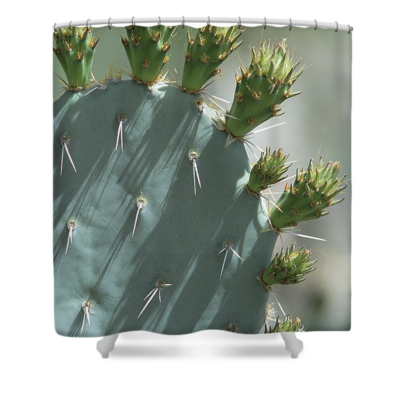 Mp Shower Curtain featuring the photograph Engelmann Prickly Pear Opuntia by Konrad Wothe