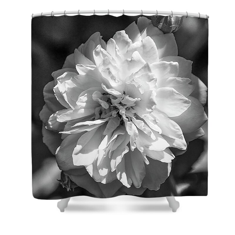 Rose Shower Curtain featuring the photograph English Rose Bw by Judy Wolinsky