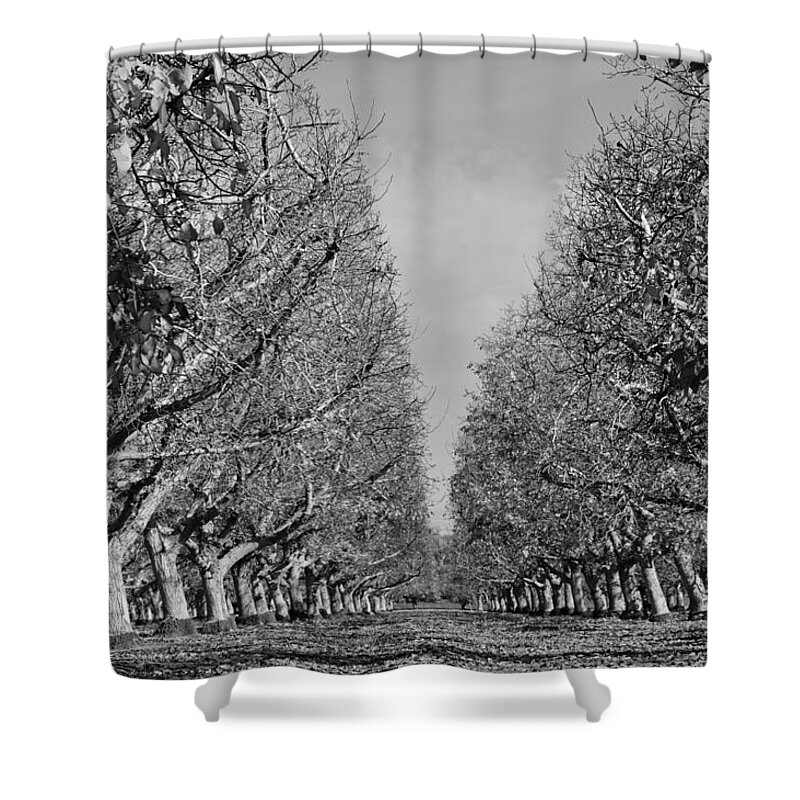 Orchard Shower Curtain featuring the photograph English Walnut Orchard by Pamela Patch