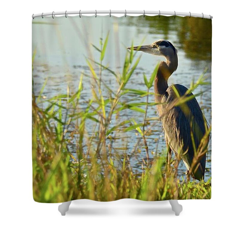 Sunshine Shower Curtain featuring the photograph Enjoying the Last Rays of the Day by Carol Bradley