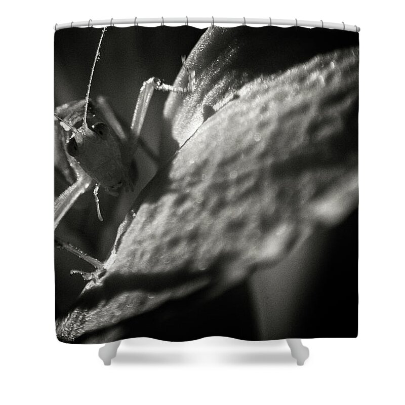 Cricket Infrared Insect Ir Infra Red Closeup Close-up Close Up Macro Scary Creepy Eraserhead Brian Hale Brianhalephoto Black And White Bnw Leaf Foliage Monster Shower Curtain featuring the photograph Eraserhead Cricket by Brian Hale