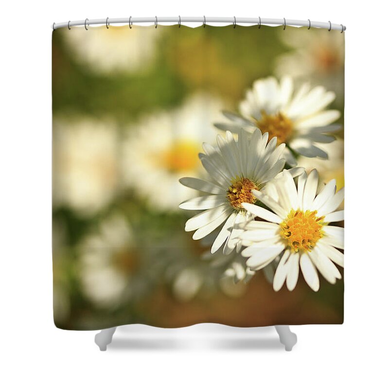 Annual Fleabane Shower Curtain featuring the photograph Erigeron Annuus Daisy Like Wildflower by Joni Eskridge