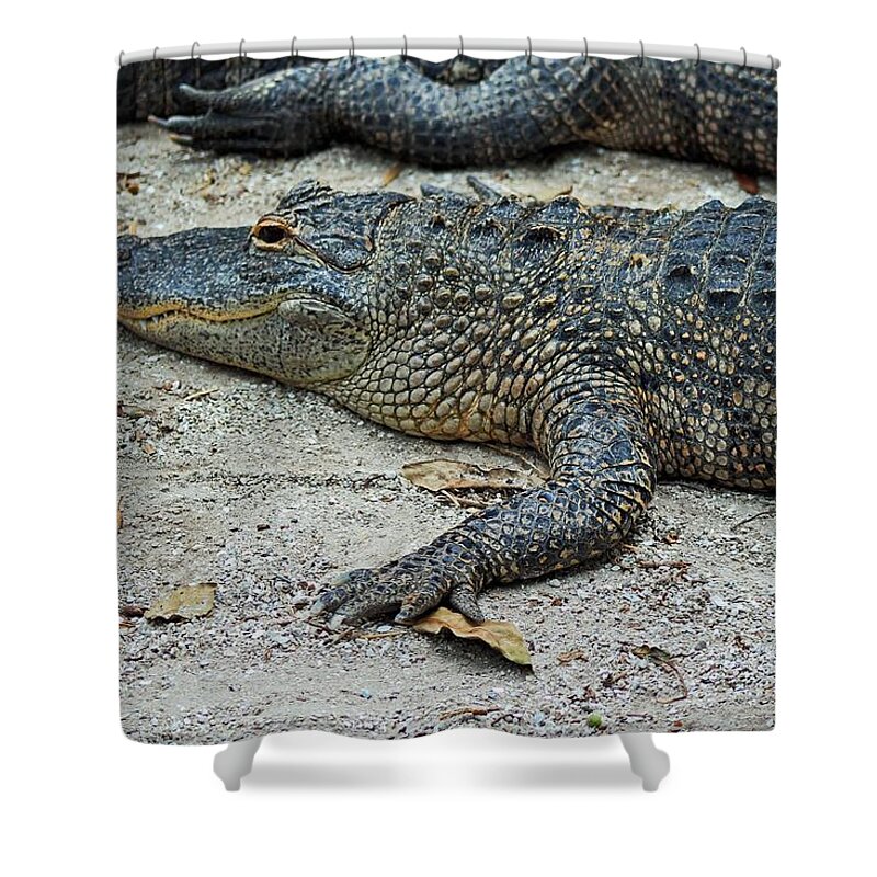 Alligator Shower Curtain featuring the photograph Erratic Eminence by Michiale Schneider