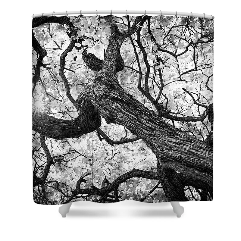 Tree Shower Curtain featuring the photograph Ethereal Maple by Scott Campbell