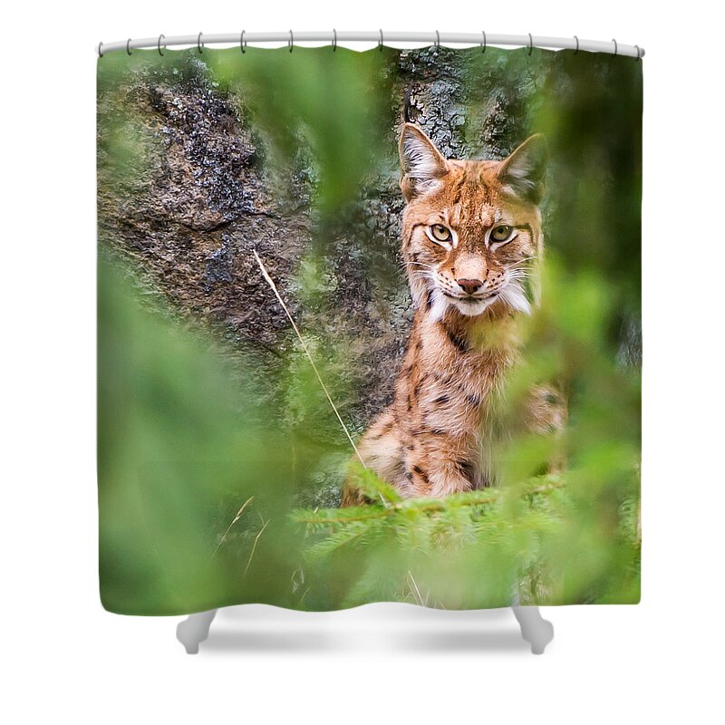Eurasian Lynx Shower Curtain featuring the photograph Eurasian lynx by Torbjorn Swenelius