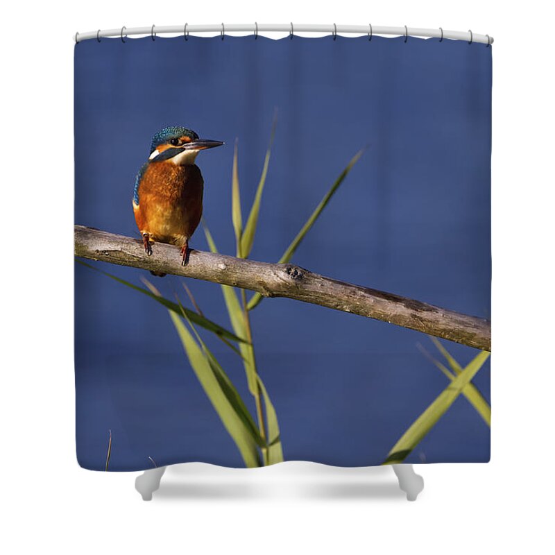 Branch Shower Curtain featuring the photograph Eurasian, river or common kingfisher, alcedo atthis, Neuchatel, by Elenarts - Elena Duvernay photo