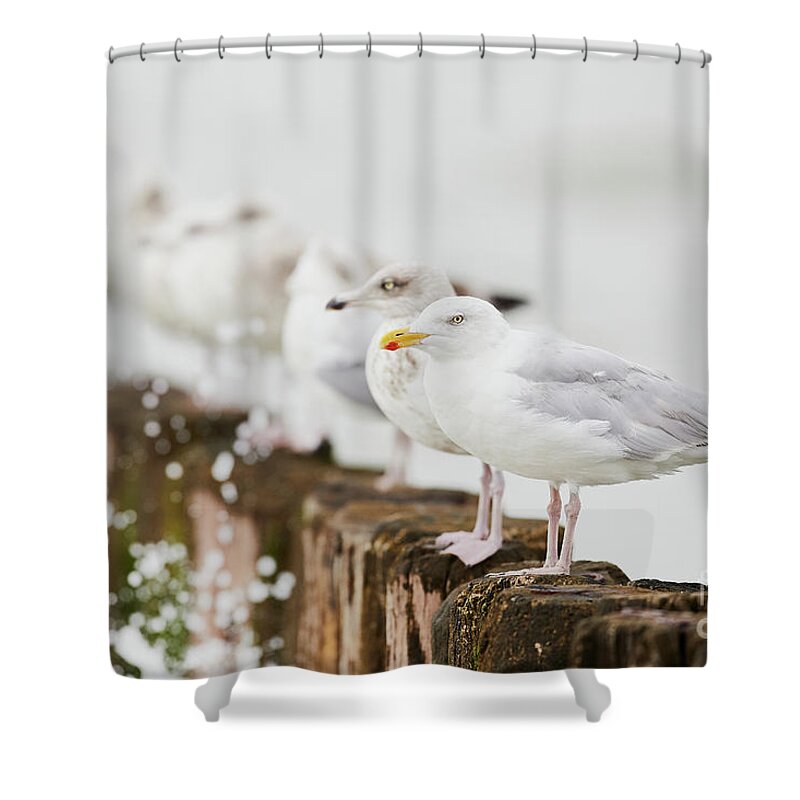 European Shower Curtain featuring the photograph European Herring gulls in a row by Nick Biemans