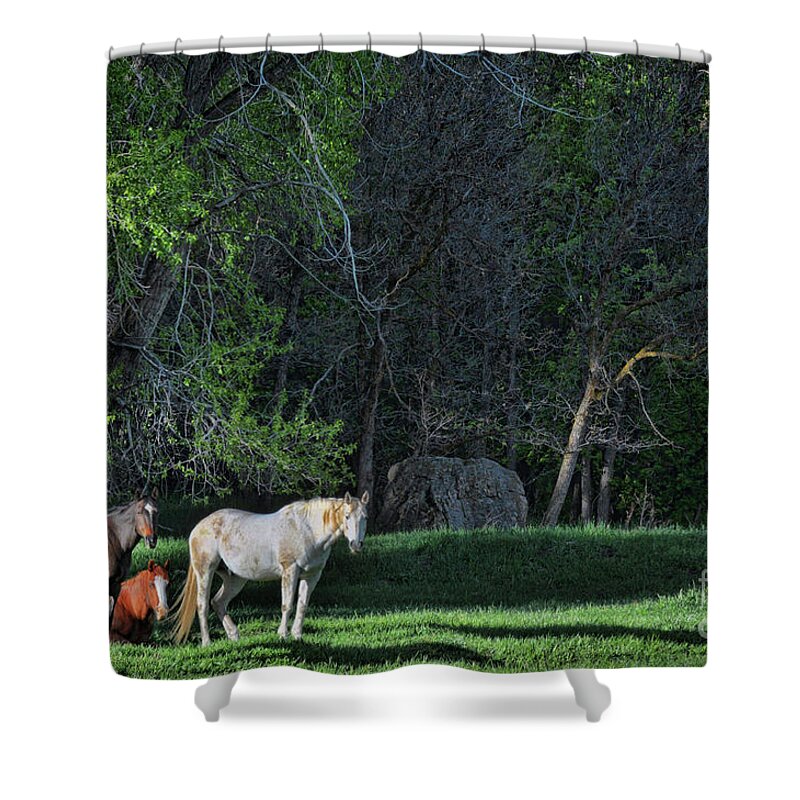 Horses Shower Curtain featuring the photograph Evening Rest by Randy Rogers