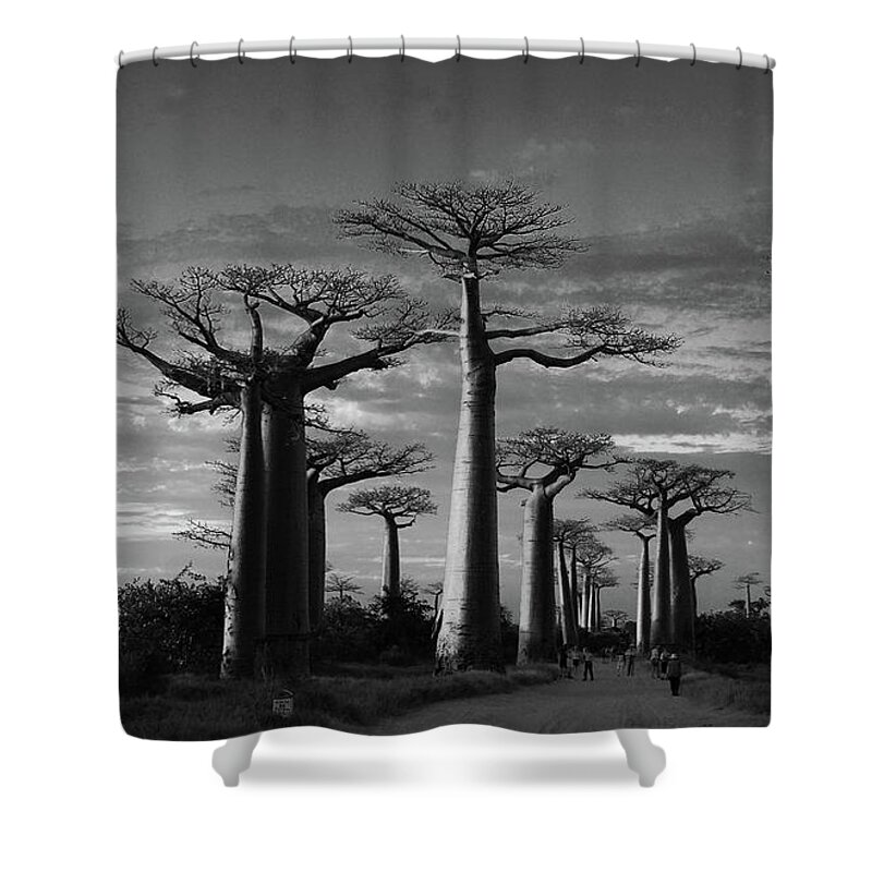Prott Shower Curtain featuring the photograph evening under the baobabs of Madagascar bw by Rudi Prott