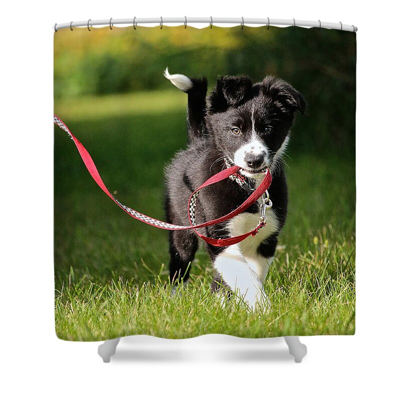 Animal Shower Curtain featuring the photograph Evening Walk by Susan Herber