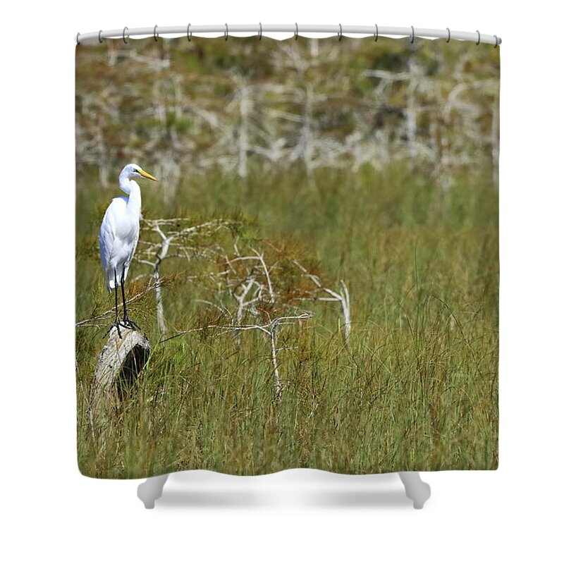 Everglades National Park Shower Curtain featuring the photograph Everglades 451 by Michael Fryd