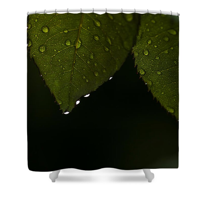 Evergreen Leaves Shower Curtain featuring the photograph Evergreen droplets by Ramabhadran Thirupattur
