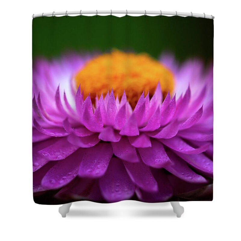 Flower Shower Curtain featuring the photograph Everlasting by Carrie Hannigan