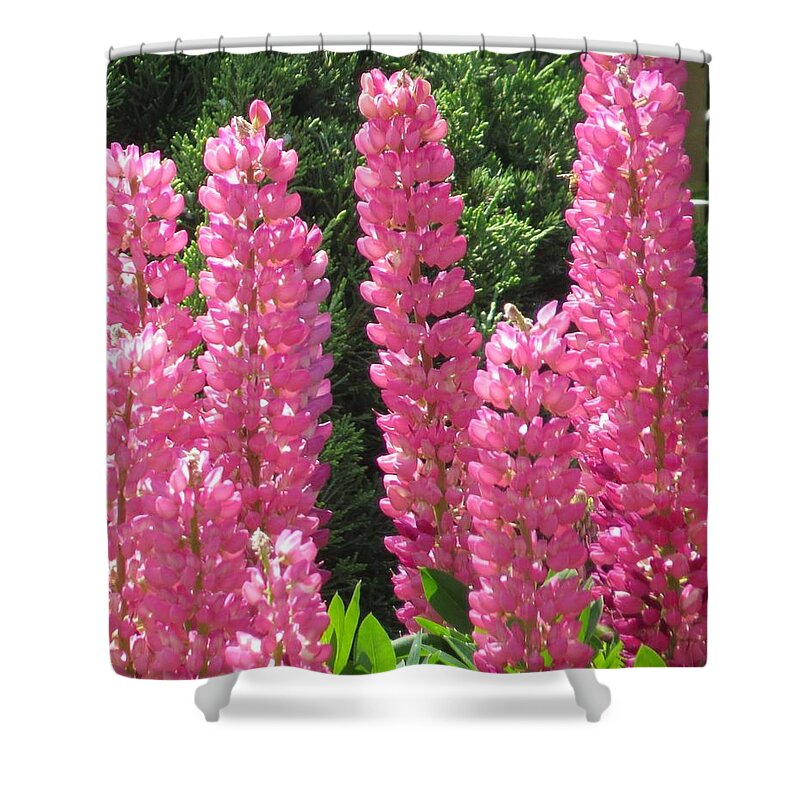 Flowers Shower Curtain featuring the photograph Everything Pink by Jeanette Oberholtzer