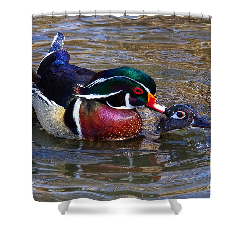 Wood Duck Shower Curtain featuring the photograph Everything's Ducky by Jim Garrison