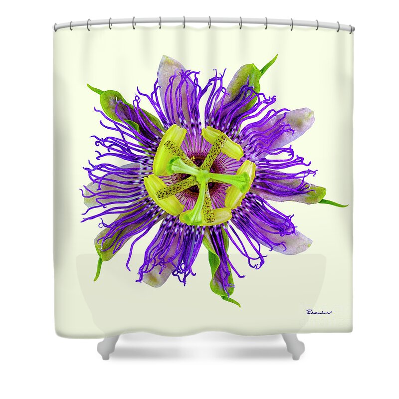 Expressive Shower Curtain featuring the photograph Expressive Yellow Green and Violet Passion Flower 50674Y by Ricardos Creations