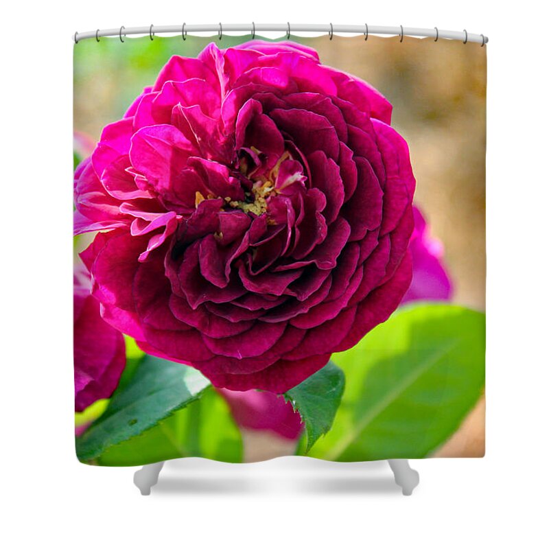 Nature Shower Curtain featuring the photograph Exquisite by DB Hayes