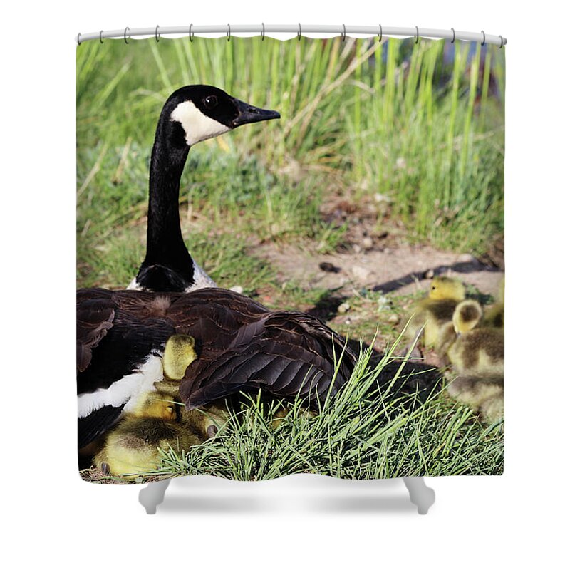 Goose Shower Curtain featuring the photograph Extended Family by Alyce Taylor