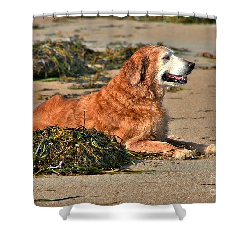 Dog Shower Curtain featuring the photograph Extended Summer by Barbara S Nickerson