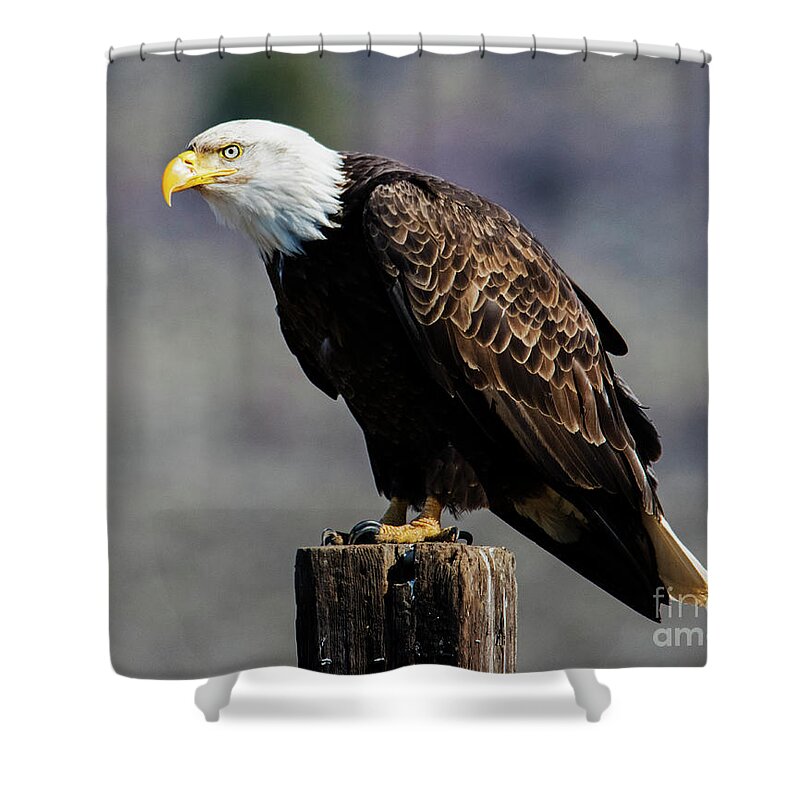Bald Eagle Shower Curtain featuring the photograph Eye of the Eagle by Michael Dawson
