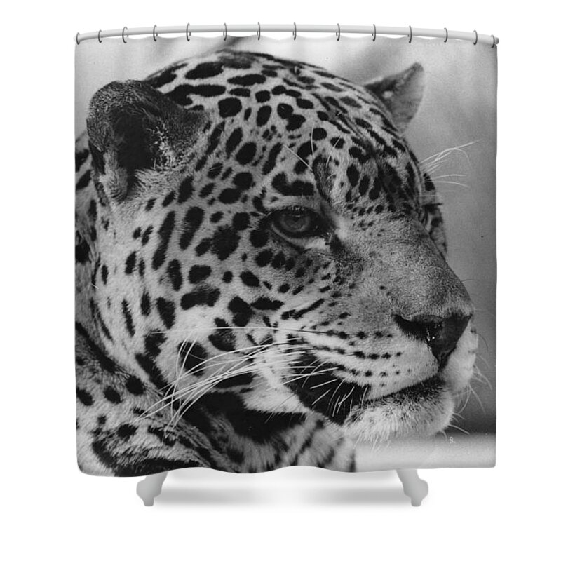Tiger Shower Curtain featuring the photograph Eye of the tiger by Joseph Caban